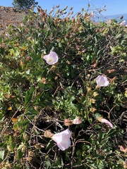 Dendromecon harfordii