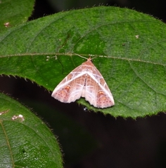 Eugnathia diagonalis