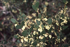 Acacia alpina