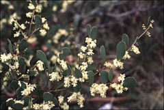 Acacia alpina
