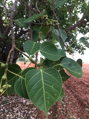 Ficus rumphii