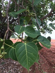 Ficus rumphii