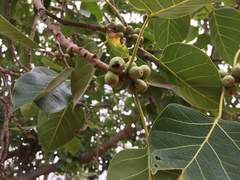 Ficus rumphii
