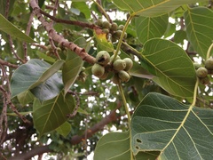 Ficus rumphii