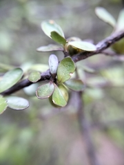Pittosporum divaricatum