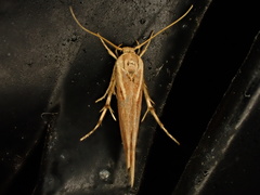 Stathmopoda cephalaea