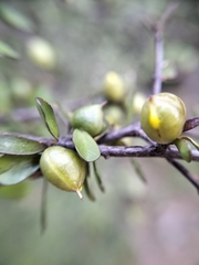 Pittosporum divaricatum