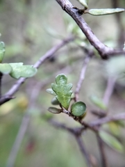 Pittosporum divaricatum