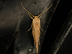 Stathmopoda cephalaea