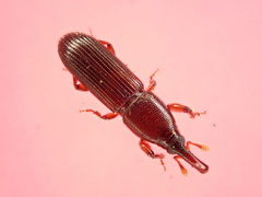 Catolethrobius