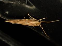 Stathmopoda cephalaea