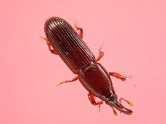 Catolethrobius