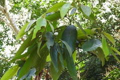 Nectandra reticulata