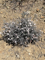 Eriogonum pondii