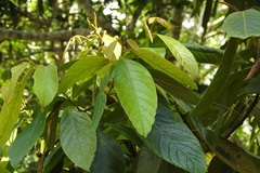 Nectandra reticulata