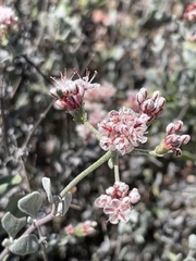 Eriogonum pondii