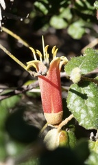 Correa reflexa scabridula