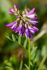 Astragalus alpinus