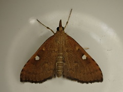 Mnesictena marmarina