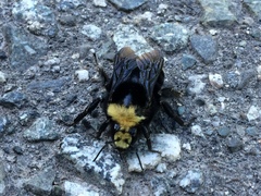Bombus vosnesenskii