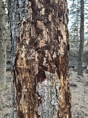 Dendroctonus rufipennis