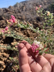 Acmispon grandiflorus grandiflorus