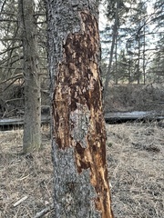 Dendroctonus rufipennis