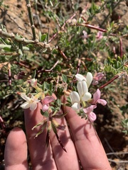 Acmispon grandiflorus grandiflorus