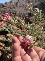 Acmispon grandiflorus grandiflorus
