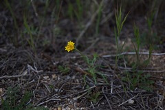 Chaenactis glabriuscula megacephala