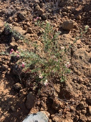 Acmispon grandiflorus grandiflorus