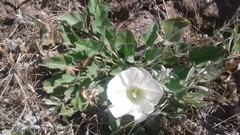 Calystegia collina