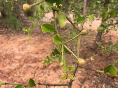 Capparis thorelii