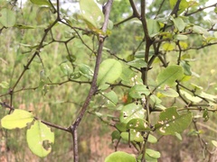Capparis thorelii
