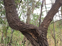 Capparis thorelii