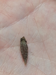 Alinda biplicata