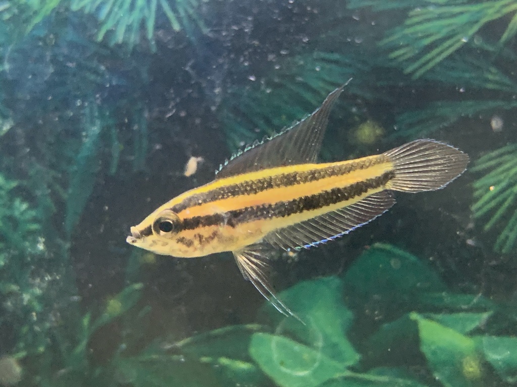 Gourami réglisse d'Anjungan (Parosphromenus anjunganensis)