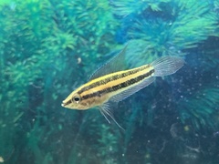 Parosphromenus anjunganensis