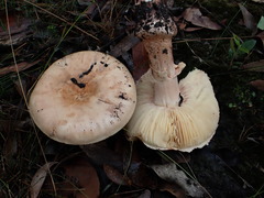 Amanita ochrophylloides