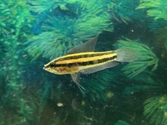 Parosphromenus anjunganensis