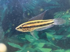 Parosphromenus anjunganensis