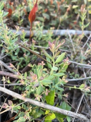 Vaccinium darrowii image