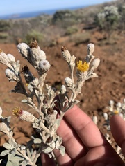 Hazardia detonsa