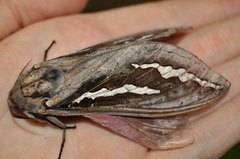 Abantiades hydrographus