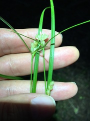 Carex corrugata