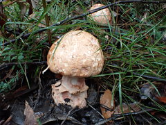 Amanita ochrophylloides