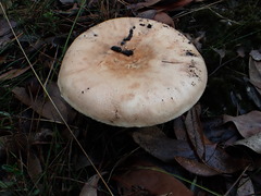 Amanita ochrophylloides