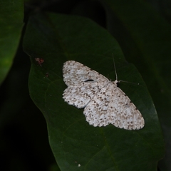 Catoria sublavaria