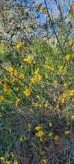 Cytisus grandiflorus