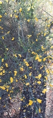 Cytisus grandiflorus